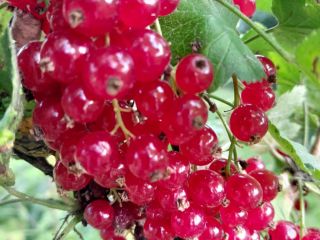 I will sell a high-quality red currant variety Rondom
