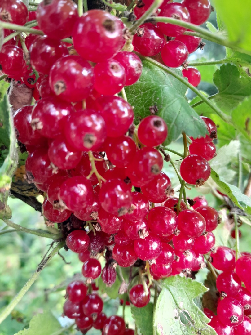 I will sell a high-quality red currant variety Rondom I have my own harvester for harvesting currants (packing into kisten boxes or to the indicated packaging)