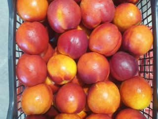 nectarines, peaches, plums, pears, quinces at the price of