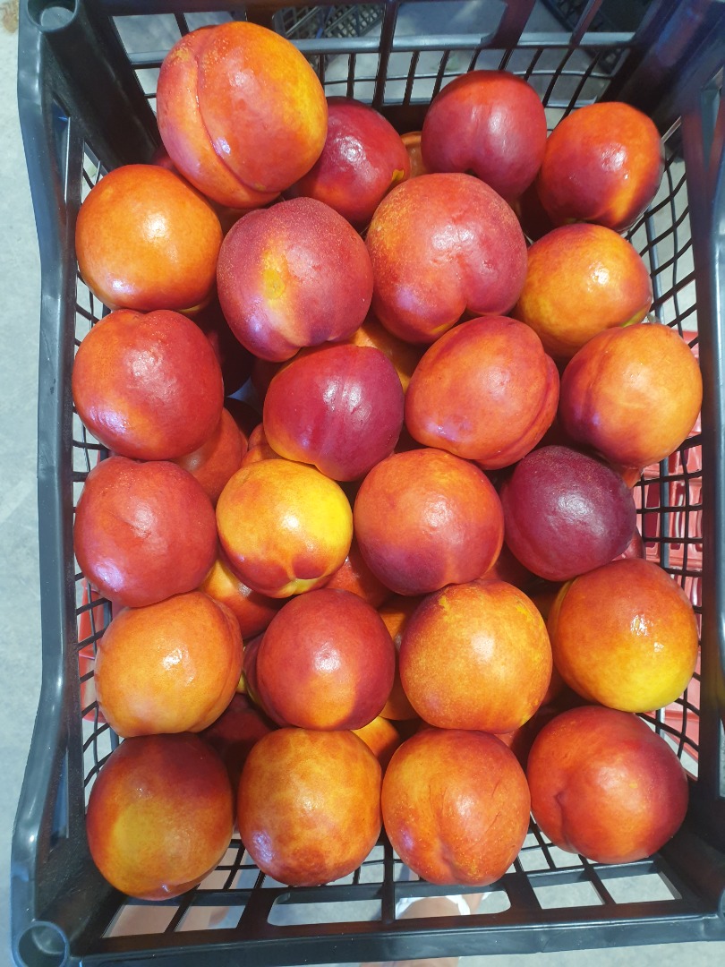 nectarines, peaches, plums, pears, quinces at the price of the producer in GREECE tessaloniki contact