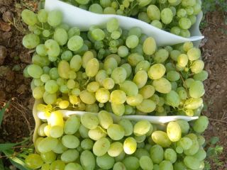 We currently sell: 1. Red grapes, CARDINAL grade, origin