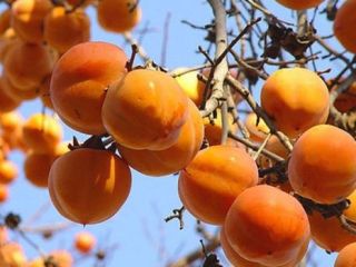 We have fields in Azerbaijan. Delivery of natural and