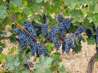 Dealul Bujorului Vineyard - Galati We sell wine grapes