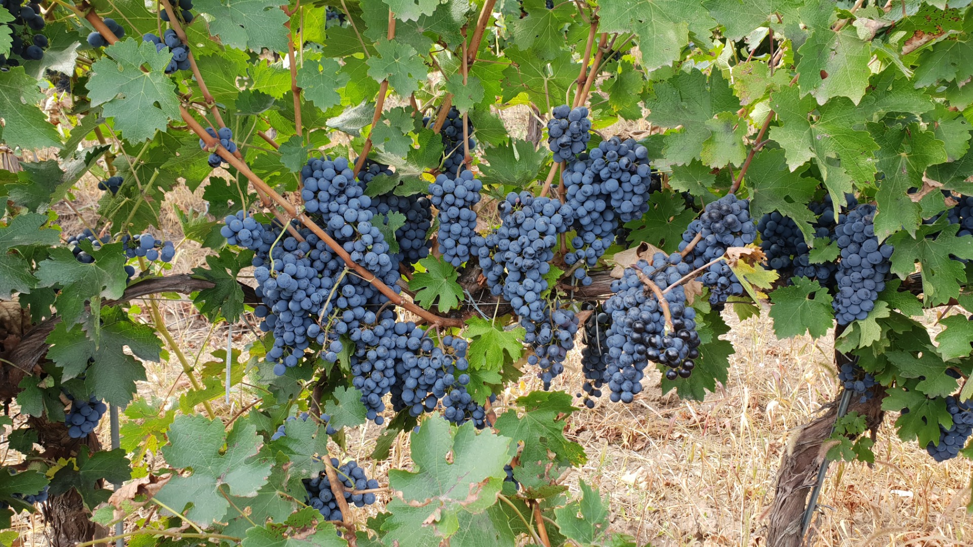 Dealul Bujorului Vineyard - Galati We sell wine grapes grown by our collective in the Dealul Bujorului vineyard
