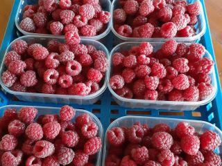 I am selling 9 tons of frozen raspberries of