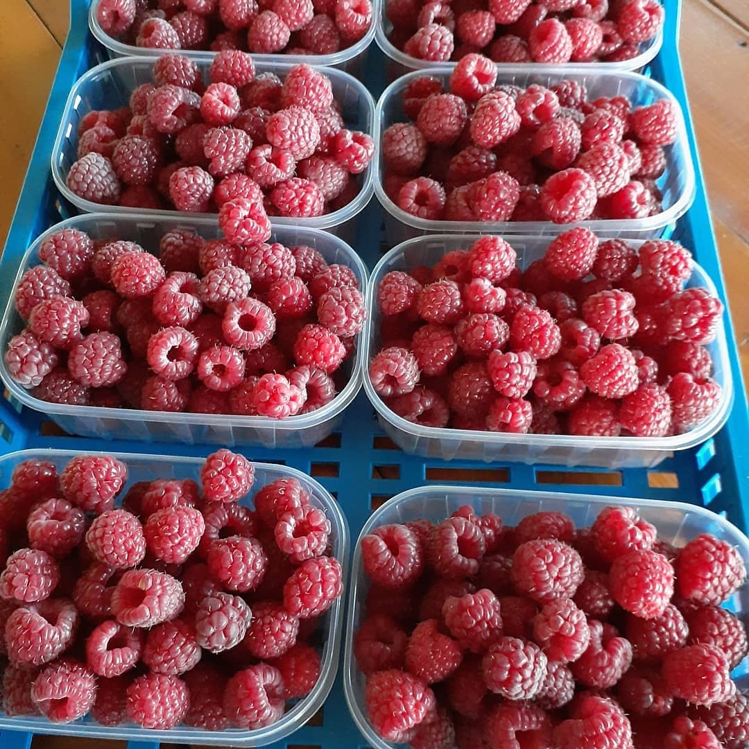 I am selling 9 tons of frozen raspberries of the Vilamet and Miker variety