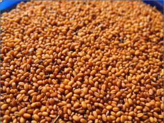 Nasza firma SEEDMARKET LLC, z siedzibą w Moskwie, Rosja,