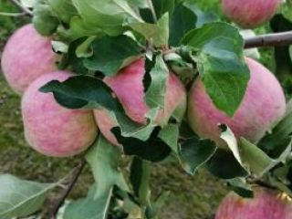 I sell this years Apple kind nów piros next
