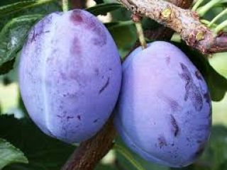 Ready to export of plum around 100 t. high