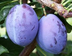 Ready to export of plum around 100 t