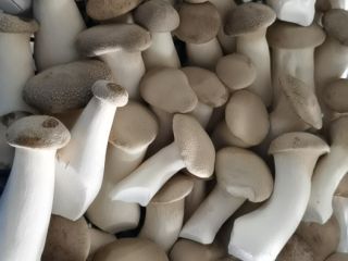 I have Eryngi King Oyster mushrooms for sale