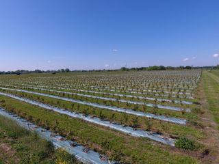 Ukrainian agricultural company “Eco Park” was established in 2015.
