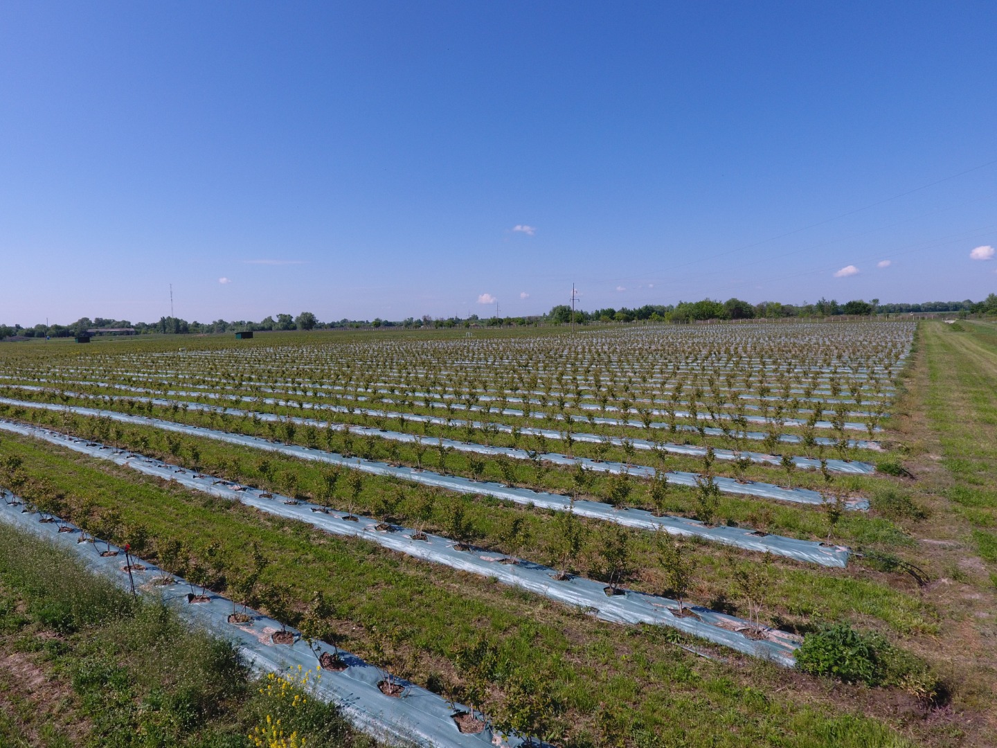 Ukrainian agricultural company “Eco Park” was established in 2015
