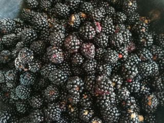 Unsprayed blackberries, treated only with natural fertilizer, of the