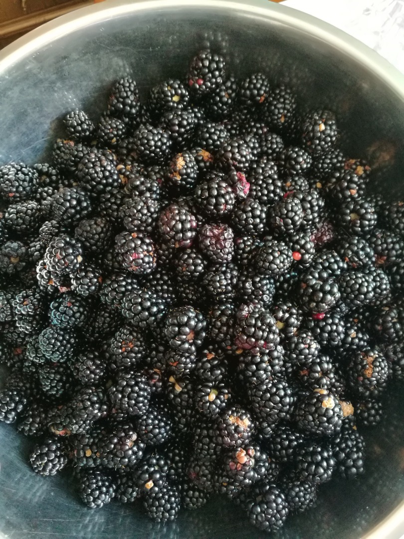 Unsprayed blackberries, treated only with natural fertilizer, of the Thornfree variety