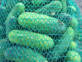 I will sell a salad cucumber 13 cm, about