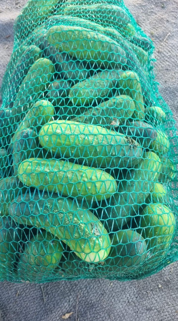 I will sell a salad cucumber 13 cm, about 2.3 tons