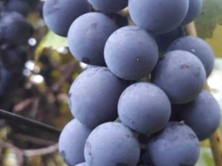 Ecological, not spilled, perfect for juices and wines. Price