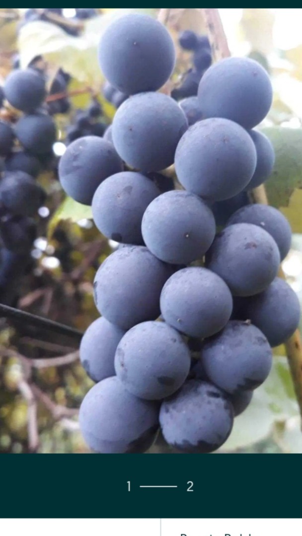 Ecological, not spilled, perfect for juices and wines