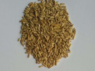 Naked Oats/ Owies bezłuskowy Purity from 95% higher Packaging: