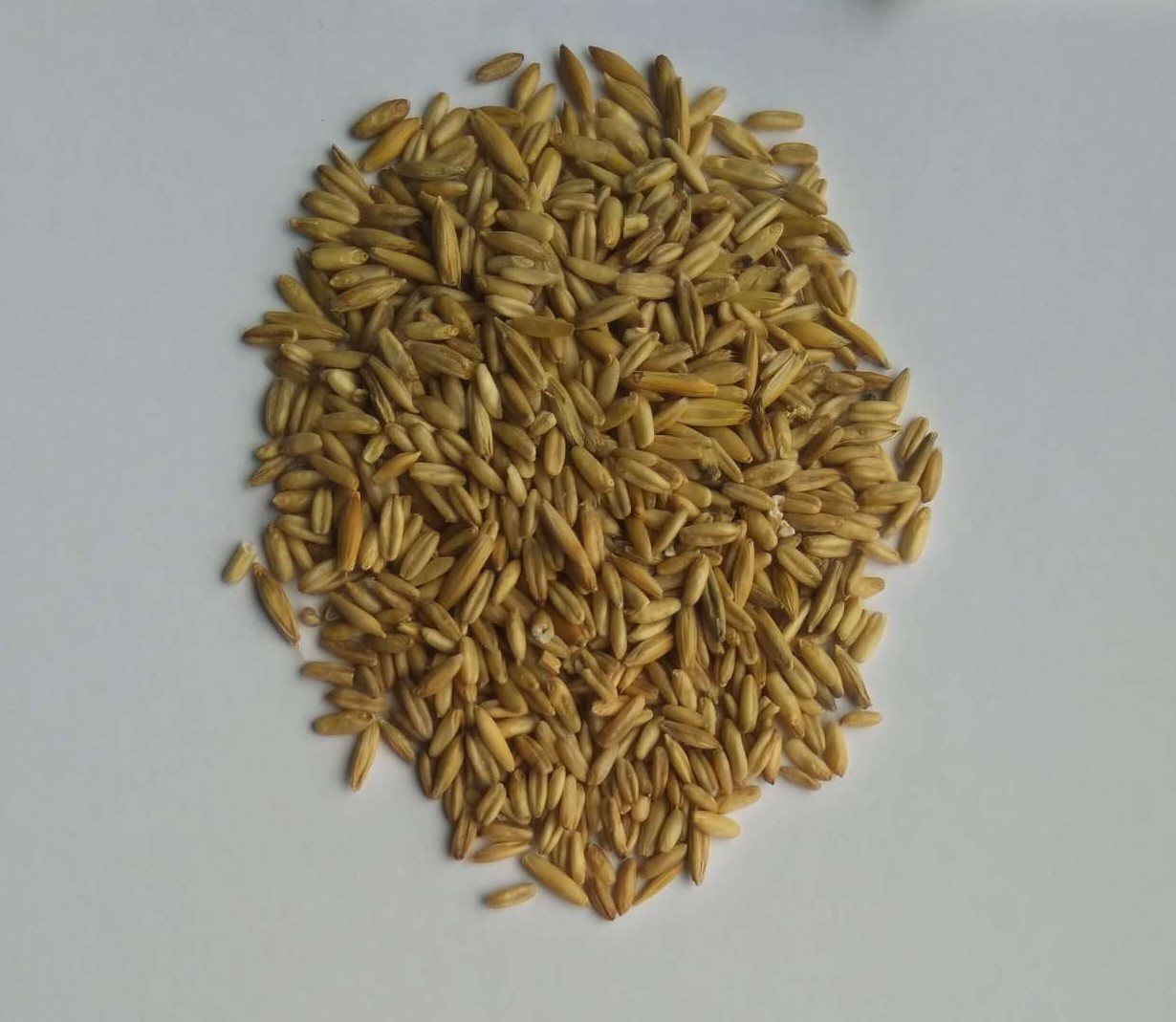 Naked Oats/ Owies bezłuskowy Purity from 95% higher Packaging: Big bags, bulk load or 25kg bags Origin: Polnad, EU