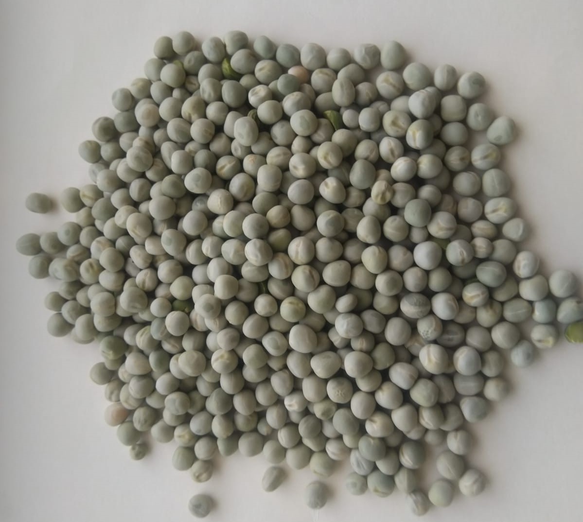 Groch zielony / Green Peas Can be re-cleaned for human consumption or for feed purpose