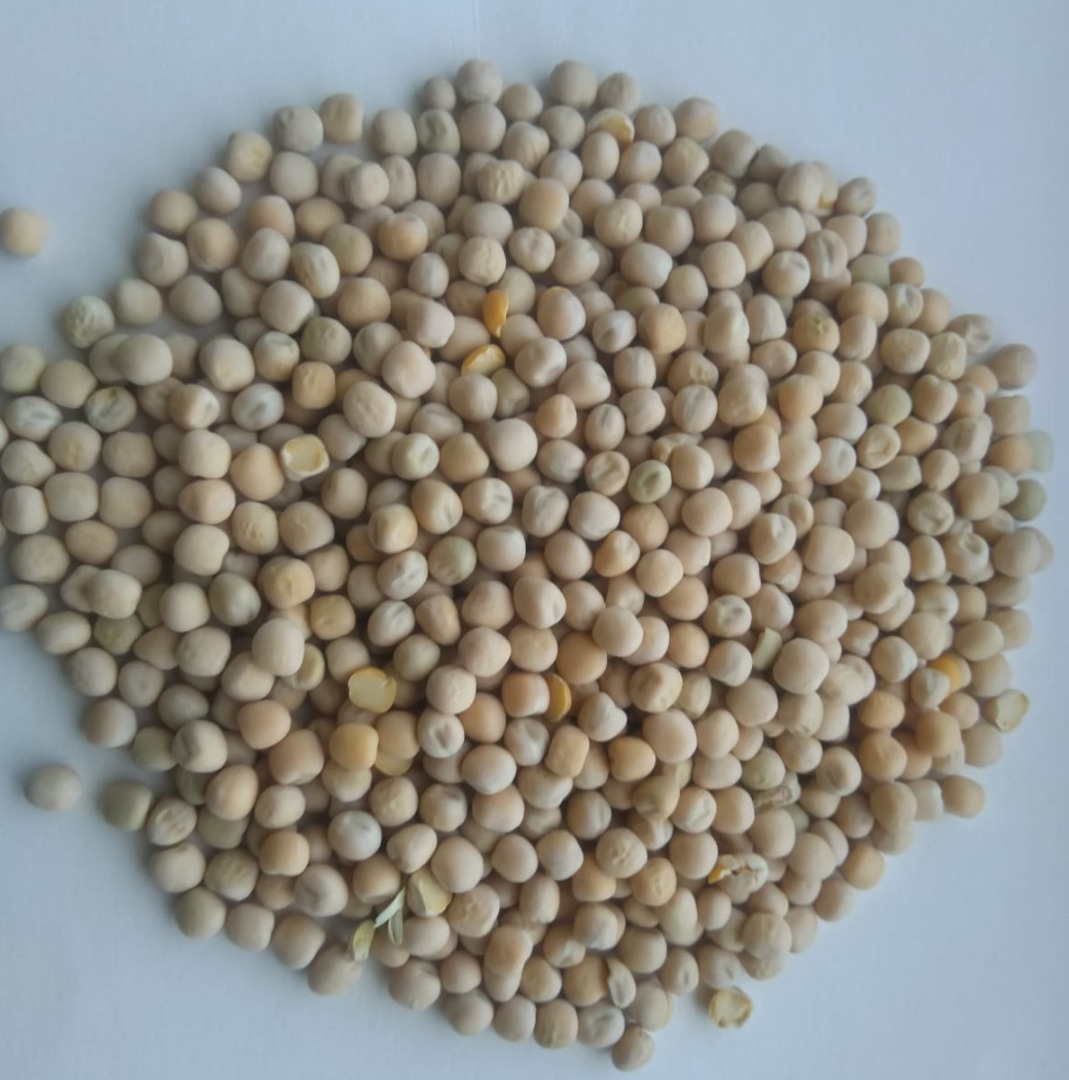 Groch Żółty /Yellow peas can be re-cleaned for human consumption or for feed purpose Purity from 90%-99,5% Packaging: Bulk load, big bagsor 25kg bags Oring:
