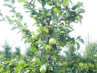 hello, I will sell a summer apple Celeste, it