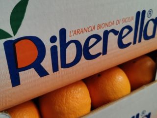 the g U. Arancia di Ribera refers exclusively to