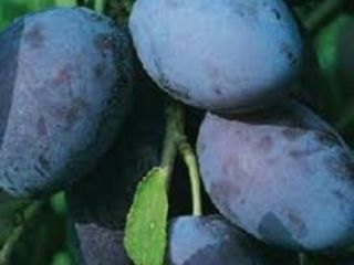 For sale plum varieties AUGUST DELIGHT, BLUE MOON, GROSSA