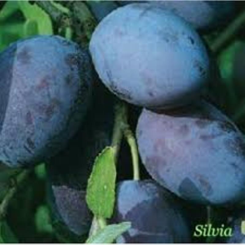 For sale plum varieties AUGUST DELIGHT, BLUE MOON, GROSSA DI FELISIO and STANLEY