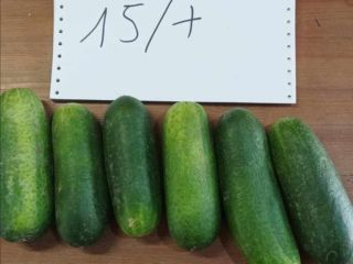 I will sell ground cucumbers in tonnes: 15+ €