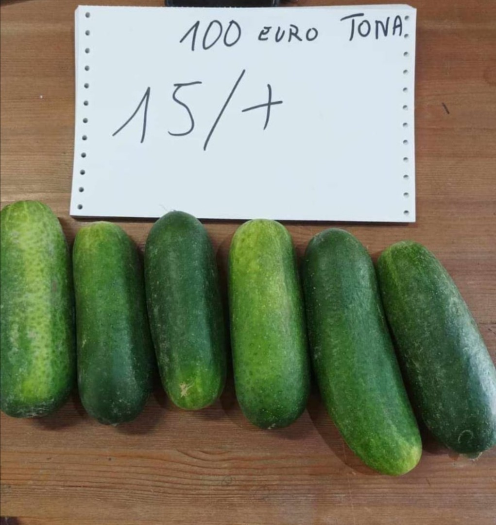 I will sell ground cucumbers in tonnes: 15+ € 100 / t 12-15,180 € / t 9-12 coarse 200 € / t 9-12 minor 250 € / t 6-9 650 € / t Contact: darek.austria@interia