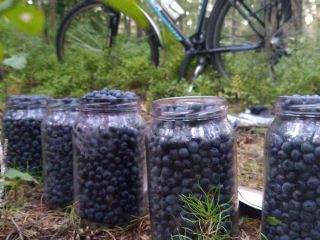 Forest blueberry fresh harvest in half-liter packages 28 pcs.