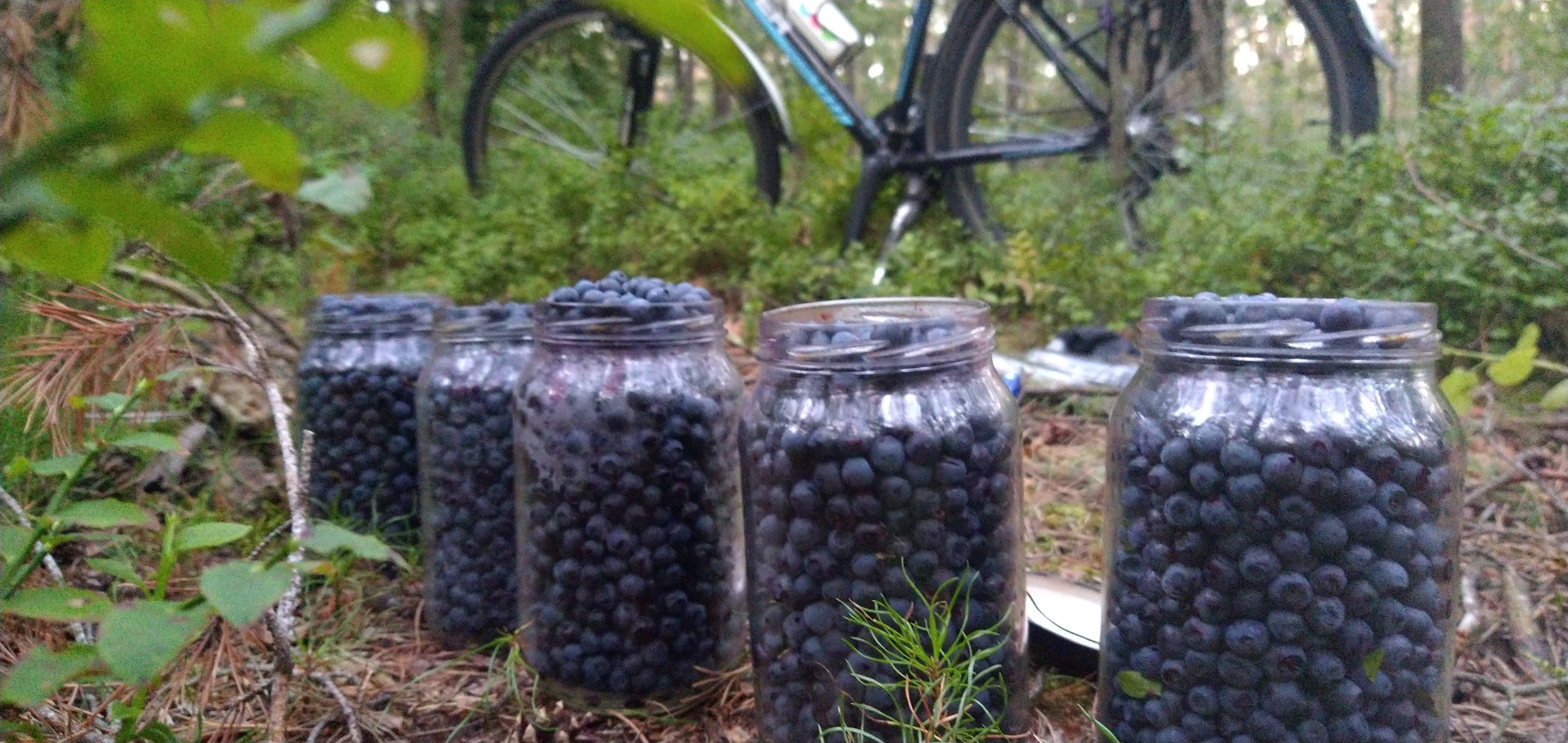 Forest blueberry fresh harvest in half-liter packages 28 pcs