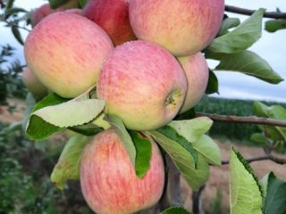 I will sell a freshly picked Piros apple. Negotiated