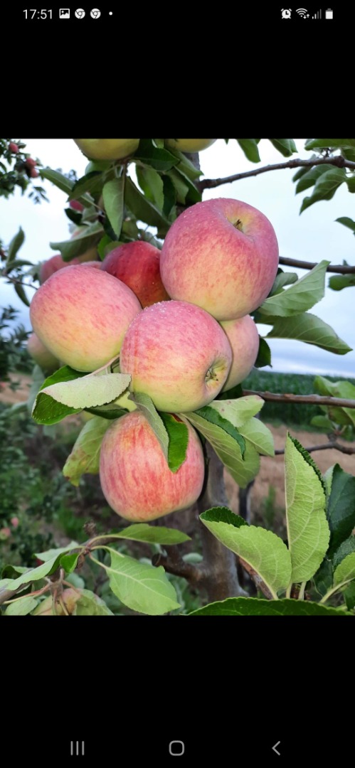 I will sell a freshly picked Piros apple