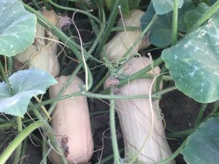 Matilda f1 planting pumpkins for sale