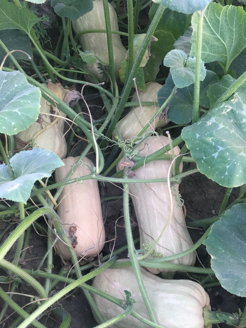 Matilda f1 planting pumpkins for sale