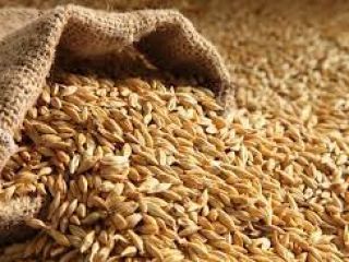 We are the best suppliers of quality agricultural products