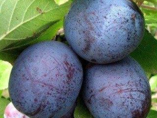 I am selling a few tons of hard lepotica