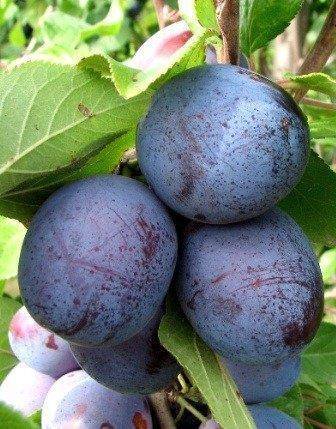 I am selling a few tons of hard lepotica plum with tarnish around Opole lubelskie