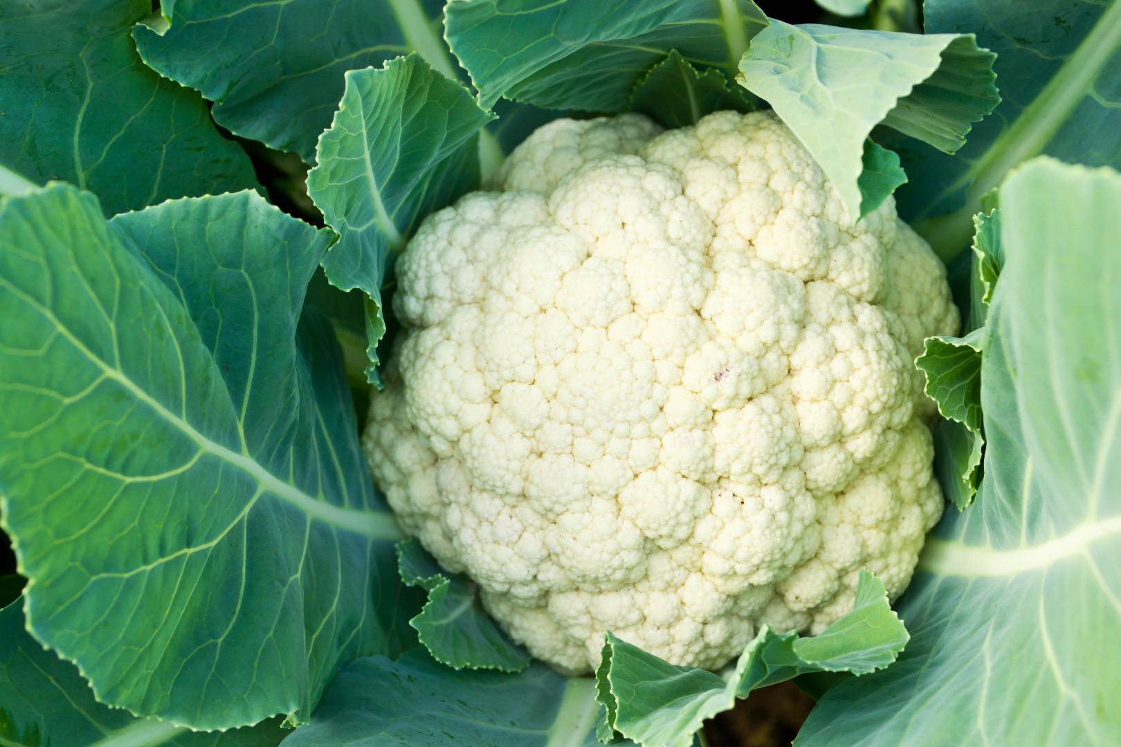 We are wholesalers from Giessen/Germany and are looking for cauliflower or other vegetables