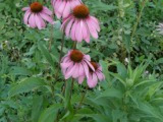 Echinacea Root, Approx. 2 Tons, packed in Big Bags