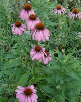 Echinacea Root, Approx
