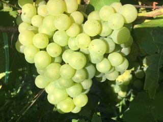 I sell table grapes Chasselas and wine grapes Fetească,