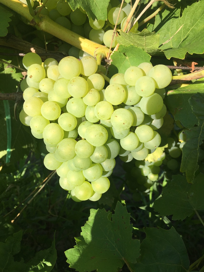 I sell table grapes Chasselas and wine grapes Fetească, Galbena de Odobesti, Aligote, Merlot