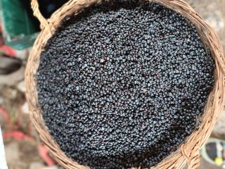 Eremitu fresh blueberries no 134