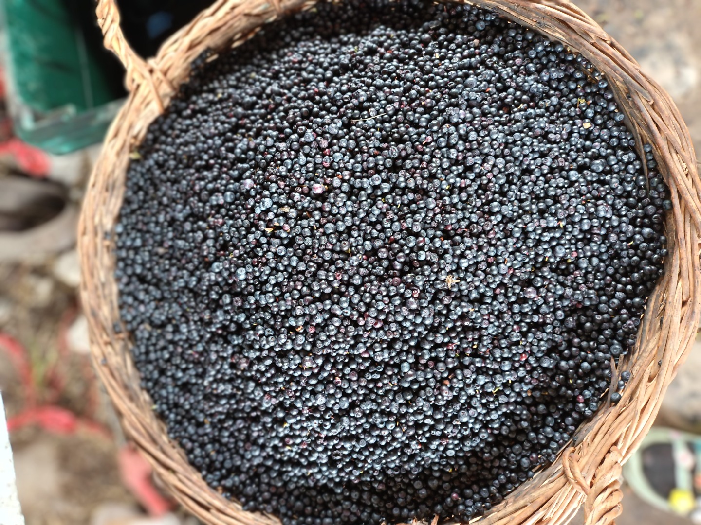 Eremitu fresh blueberries no 134