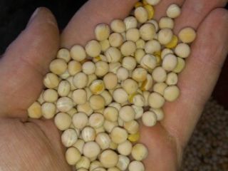 I will sell patronage peas, about 5 tons. Without